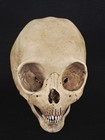  Skull Realistic Full Size Alien 