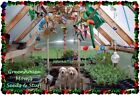 Herb Garden Lot   20 Varieties   Over 4 435 Fresh Seeds   Non Gmo -- Lot 3