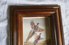 Vintage Ducks Unlimited Card Sample With Nice Wood Frame Pheasants Lot 25-36-a