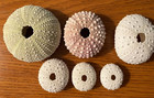 6 Small Dried Sea Urchin Shells 