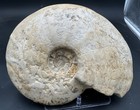 Big 12    Texas Cretaceous Fossil Ammonite  Eopachydiscus Marcianus duck Creek Fm