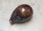 F Cypraea Pantherina F     Gem Larg Glossy Red Sea Shell Very Nice Color 91 1 Mm