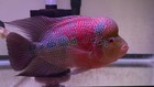 8     Super Red Dragon Flowerhorn  Exactly Fish In Video photos