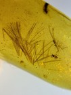 Insects Eating Feathers      Burmite Cretaceous Amber Fossil Dinosaurs Era