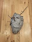Bald Face Hornets Paper Wasp Hive Nest 21 x 12 x12  Unique Huge Taxidermy Maple