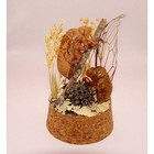 Cicada Skins Wing Sweetgum Ball Lycan Oddity Jar Insect Diorama Taxidermy Goth