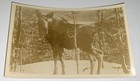 Rare Antique Vintage American Outdoor Winter Moose Real Photo Postcard  Rppc  Us