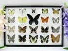 20 Beautiful Butterfly Butterflies In Showcase - Framed - Real - New - A-20-o-19