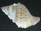 Bursa  bufonaria  Cristinae named In 1989   84 34mm W op  Largest Giant On Ebay 