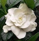 Gardenia Belmont   3 Gallon   Gardenia Jasminoides   Low Maintenance   Hardy