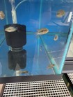 Pack Of 2 Flowerhorn Live Fish 2 5 