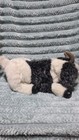Folkmanis Goat Full Body Plush Hand Puppet Farm Animal Kids Story Time 16  Billy