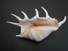 One Beautiful Spyder Conch Shell  lambis Lambis  5-6  Beach Decor Display Crafts