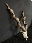 Giant  Markor Bighorn Sheep Ram Reproduction Horns Antler Deer Antlers Taxidermy