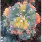 Cactus Succulent Variegated Plants Home Garden Beautiful Plants 6-8cm
