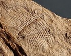 Colorful Eccaparadoxides Pradoanus Trilobite  Middle Cambrian  Murero Fm  Spain
