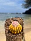 Sunrise Shell Necklace With Sterling Silver Chain