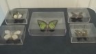Framed Real Orange   Green Butterfly Set Of 5 Taxidermy In Very Nice Cases 