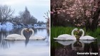 Adobe Photoshop Elements   Premiere Elements 2026