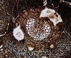Fossil Coal Fern Plant Trimmelkam Austria Stunning Thin Section Microscope Slide