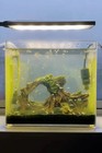 1oz Brine Shrimp Eggs 90  Hatch Bbs Baby Artemia Cysts Fish Fry Food Betta Live