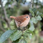 The Makerss Felting Kit - Wren Needle Felt Kit