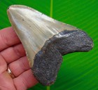 3 94    Megalodon Shark Tooth Real Fossil -  North Carolina  Usa 