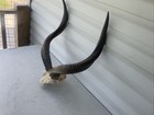Kudu niala Horn African Antelope Skull Large Taxidermy Decor Oddities Goth