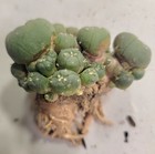 Rare Cactus Lw Loph W  Roots Button Cacti Caespitosa Cluster Seed Grown