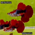 Hb Red Rose - Adult 1 Trio - 1m2f - Live Guppy Fish Usa Seller  