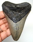 Megalodon Shark Tooth - Real Fossil 3 55  - Shark Teeth No Restorations Natural