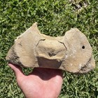 Leviathan Whale Atlas Vertebrae Fossil Authentic Whale Bone Megalodon Era Fl