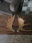 Pair Of Moose Antler Sheds - Moose Antlers  Paddles  Natural Antler Material