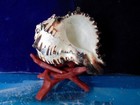 3-1 2  To 5  Black Murex  Sea Shell Beach Decor Tropical Aquarium  Craft