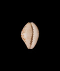 Cypraea  bistolida  Piae 10 2mm     St  Brandon  Mauritius     Rare