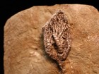 Cyathocrinites Multibrachiatus Fossil Crinoid  Crawfordsville  In
