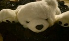 Vtg  Ty Beanie Buddie Polar Bear  Plush Stuffed Animal Black Paws Large 24  1997