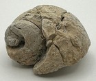 Steinkern Gastropod Fossil Internal Cast Sea Snail Specimen 43mm 44g