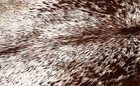 100  New Cowhide Rugs Area Cow Skin Leather  51  X 49   Cow Hide Sa-1158