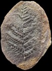Mazon Creek Fossil Formation Laveineopteris Rarinervis Fern Frond   