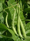 Black Eyed Pea Seeds 200  Garden Bean Seed Fresh Heirloom Gmo Free