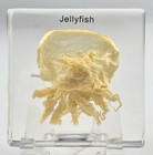 2 9  Real Jellyfish In Clear Lucite Resin Preserved Sea Marine Animal Collection