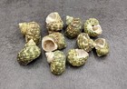 Jade Green Turbo Seashells Turbo Brunneus  10 Shells Approx  1  Inches 