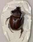 Cryptoryctes Tricornutus  25mm Male  V  Scarce Dynastinae From Australia