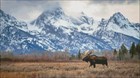 Moose Of The Tetons - Diy Chart Counted Cross Stitch Patterns Needlework Dmc