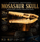 Museum Display Massive Mosasaur Skull Fossil With Tooth Jaws Authentic Cretaceou