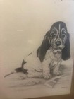 Vintage Basset Hound Dog Puppy Print By Signed Bicknell 1981 6  X 6 1 2 