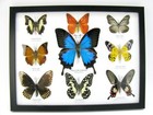 9 Beautiful Butterflies In Xl Showcase  Framed  Real Taxidermy - A-09-ulysses-10