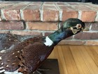 Vintage Ringneck Pheasant Taxidermy Standing Wood Mount  Man Cave Or Cabin Den