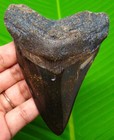 Megalodon Shark Tooth - 4 04    Real Fossil Shark Teeth Specimen - No Restorations